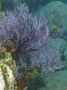Baja05 - 480 * Soft corals dreaming of tropical waters. I know I was...